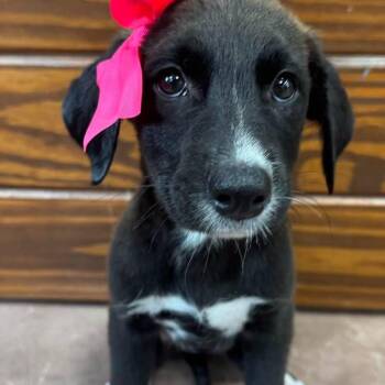 Jolene -  Black Labrador Retriever and Hound Dog for Adoption in The Colony, Texas - Jolene | PetCurious