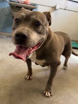 Rescue Pit Bull Terrier Dogs for Adoption in Camarillo, California - PANCHITA | PetCurious