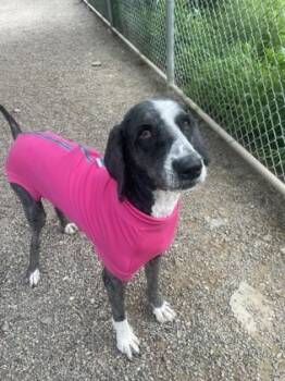 Rescue Standard Poodle and Bernese Mountain Dog Dogs for Adoption in Bloomsburg, Pennsylvania - Olga | PetCurious