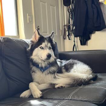 Rescue Husky Dogs for Adoption in Colorado Springs, Colorado - Ragnar | PetCurious