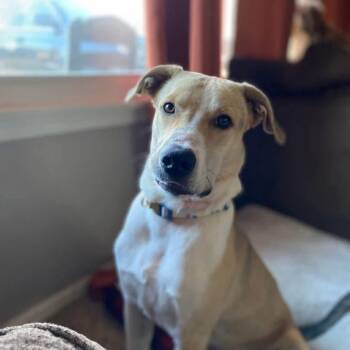 Labrador Retriever and Greyhound Dogs Available for Adoption in Plainfield, Illinois - Roman | PetCurious