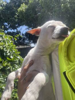 Chihuahua Dogs Available for Adoption in San Diego, California - Felipe | PetCurious
