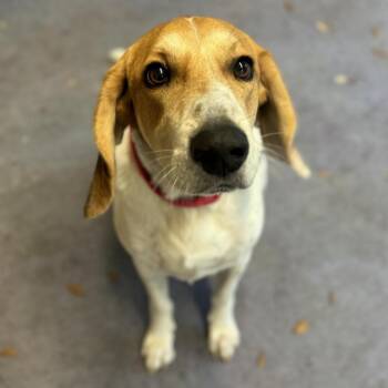 Chewy -  Treeing Walker Coonhound and Mixed Breed Dog for Adoption in Titusville, Florida - Chewy | PetCurious