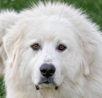 Ellis -  Great Pyrenees Dog for Adoption in Nashville, Tennessee - Ellis | PetCurious