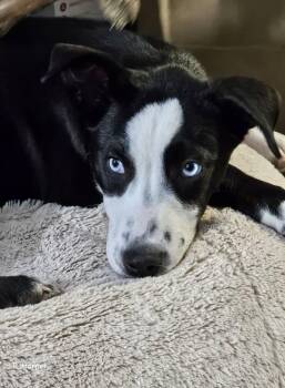 Rescue Mixed Breed Dogs for Adoption in Salisbury, Maryland - Echo | PetCurious