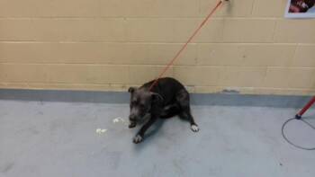 CHICKEN -  Pit Bull Terrier and Mixed Breed Dog for Adoption in Tulsa, Oklahoma - CHICKEN | PetCurious