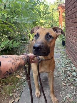 A479723 -  Black Mouth Cur and Mixed Breed Dog for Adoption in Oklahoma City, Oklahoma - A479723 | PetCurious