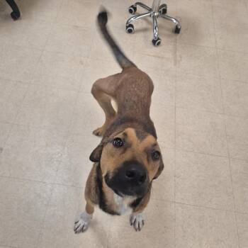 SCFL-Stray-67041 -  Mixed Breed Dog for Adoption in Lake Panasoffkee, Florida - SCFL-Stray-67041 | PetCurious