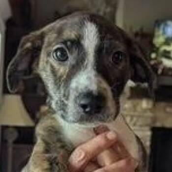 Raven -  Mixed Breed and Beagle Dog for Adoption in South Portland, Maine - Raven | PetCurious