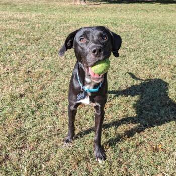 Mike -  Labrador Retriever Dog for Adoption in Wake Forest, North Carolina - Mike | PetCurious