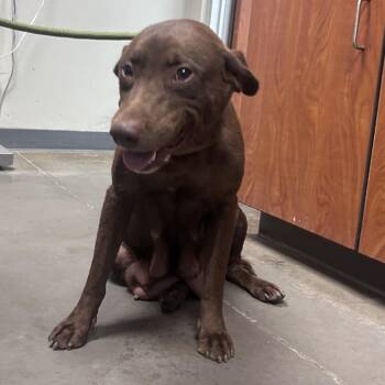 Mamma Wonka -  Chocolate Labrador Retriever Dog for Adoption in Yuma, Arizona - Mamma Wonka | PetCurious