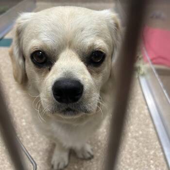 Bennet -  Mixed Breed Dog for Adoption in Sonoma, California - Bennet | PetCurious