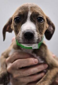 Mixed Breed Dogs Available for Adoption in West Chester, Pennsylvania - Cookie Crisp | PetCurious