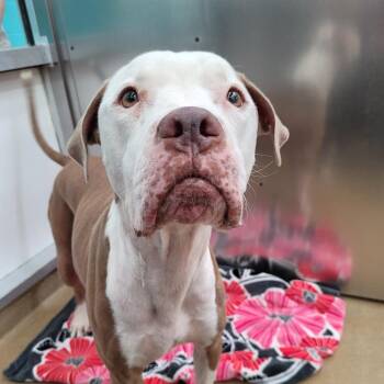 Duke-2 -  American Staffordshire Terrier and Mixed Breed Dog for Adoption in Corpus Christi, Texas - Duke-2 | PetCurious