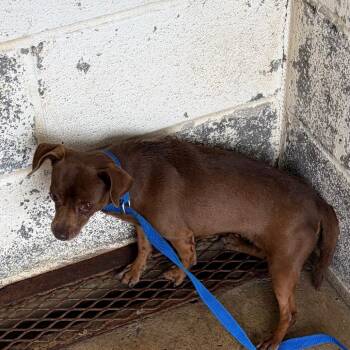 Chihuahua Dogs Available for Adoption in Edinburg, Texas - Calzone | PetCurious