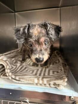 PAPI -  Poodle and Mixed Breed Dog for Adoption in Tallahassee, Florida - PAPI | PetCurious