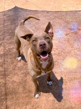 Rescue Pit Bull Terrier and American Staffordshire Terrier Dogs for Adoption in North Las Vegas, Nevada - Hazel | PetCurious