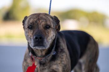 Mixed Breed Dogs Available for Adoption in Othello, Washington - Sneetches | PetCurious