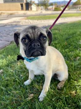 Rescue Pug Dogs for Adoption in Albuquerque, New Mexico - Harley | PetCurious