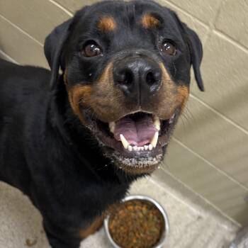 Fritz -  Rottweiler Dog for Adoption in Youngstown, Ohio - Fritz | PetCurious