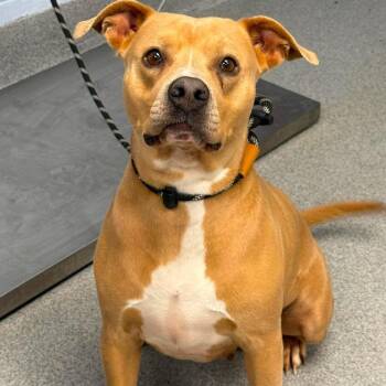 Cookie Butter -  Pit Bull Terrier and Mixed Breed Dog for Adoption in Martinsville, Virginia - Cookie Butter | PetCurious