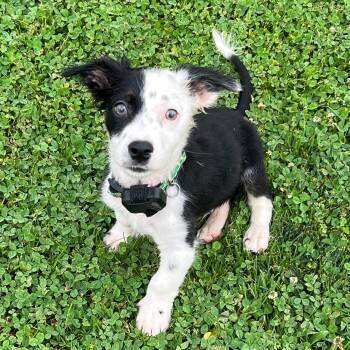 Elton John -  Mixed Breed Dog for Adoption in Baldwin, Maryland - Elton John | PetCurious