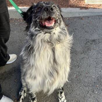 PRINCE -  Australian Shepherd and Mixed Breed Dog for Adoption in Richmond, California - PRINCE | PetCurious