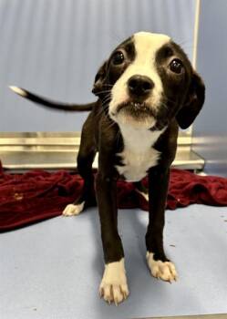 OPAL -  American Staffordshire Terrier and Mixed Breed Dog for Adoption in Kalamazoo, Michigan - OPAL | PetCurious