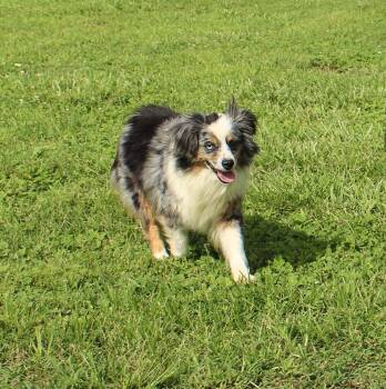 Pasley -  Australian Shepherd Dog for Adoption in Neosho, Missouri - Pasley | PetCurious