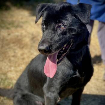 Dahlia -  Black Labrador Retriever Dog for Adoption in San Andreas, California - Dahlia | PetCurious