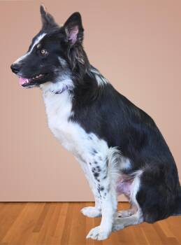 Rescue Border Collie Dogs for Adoption in Memphis, Tennessee - Buddy | PetCurious