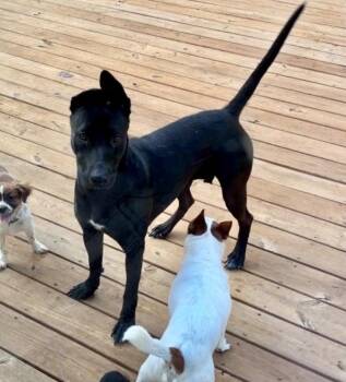 Mama -  German Shepherd Dog and Terrier Dog for Adoption in Bloomfield, Connecticut - Mama | PetCurious