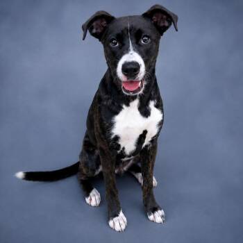 Mela -  Pit Bull Terrier Dog for Adoption in Heber Springs, Arkansas - Mela | PetCurious