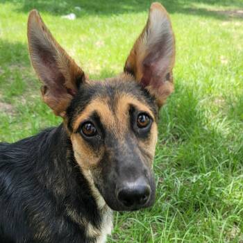 Roger -  German Shepherd Dog Dog for Adoption in Magnolia, Texas - Roger | PetCurious