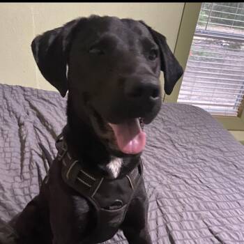 Black Labrador Retriever Dogs Available for Adoption in Spring, Texas - Rev | PetCurious