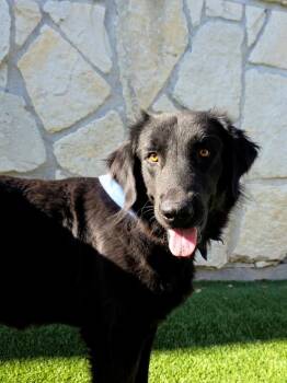 Rescue Labrador Retriever and Golden Retriever Dogs for Adoption - Joey | PetCurious