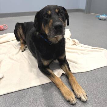 Odysseus -  Mixed Breed Dog for Adoption in Canal Winchester, Ohio - Odysseus | PetCurious