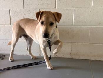 BUDDY -  Mixed Breed Dog for Adoption in Santa Fe, New Mexico - BUDDY | PetCurious