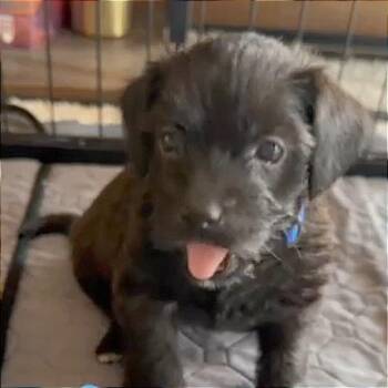 Leonardo -  Jack Russell Terrier and Dachshund Dog for Adoption in Wichita, Kansas - Leonardo | PetCurious