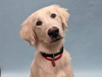 Stella -  Great Pyrenees and Mixed Breed Dog for Adoption in Golden Valley, Minnesota - Stella | PetCurious