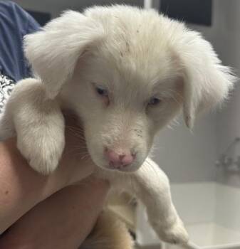 Lydia -  Australian Shepherd and Mixed Breed Dog for Adoption in Pequot Lakes, Minnesota - Lydia | PetCurious