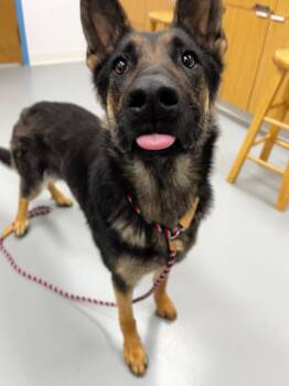 German Shepherd Dog Dogs Available for Adoption - Franny | PetCurious