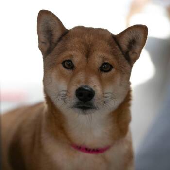 Kisha (JY26-12) -  Shiba Inu Dog for Adoption in Peyton, Colorado - Kisha (JY26-12) | PetCurious
