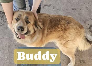 Buddy -  Black Mouth Cur and Retriever Dog for Adoption in Noble, Oklahoma - Buddy | PetCurious