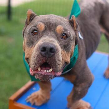FRANK WOODS -  English Bulldog Dog for Adoption in San Antonio, Texas - FRANK WOODS | PetCurious