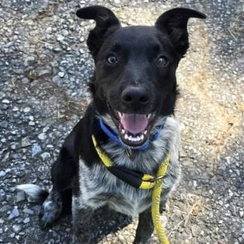 Cash -  Australian Cattle Dog Blue Heeler Dog for Adoption in Philadelphia, Pennsylvania - Cash | PetCurious