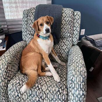 Rescue Mixed Breed Dogs for Adoption in Fredericksburg, Virginia - Brody | PetCurious