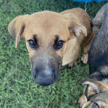 Rumi -  German Shepherd Dog Dog Available for Adoption in Palmhurst, Texas - Rumi | PetCurious