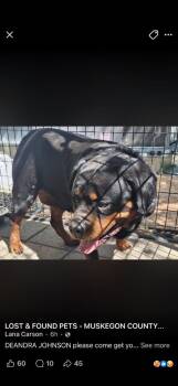 Hemi -  Rottweiler Dog Available for Adoption in Muskegon, Michigan - Hemi | PetCurious