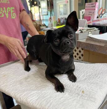 Aksel (NOT YET AVAILABLE) -  Pug and Chihuahua Dog for Adoption in Benton, Louisiana - Aksel (NOT YET AVAILABLE) | PetCurious